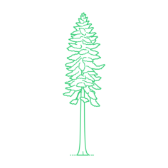 Plants Thujas Western Red Cedar Icon Svg Vector, Free Vectors File